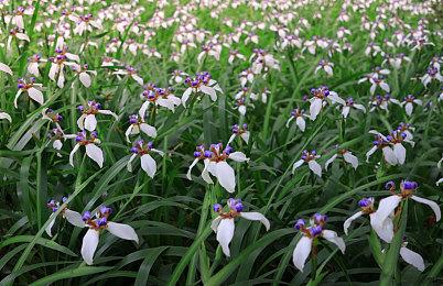 《艾尔登法环》原子之心机械姐妹花Mod 性感吸睛